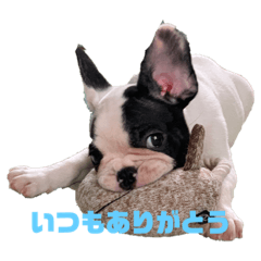 [LINEスタンプ] フレンチブルドッグのかいたん 16個ver
