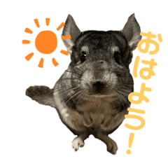[LINEスタンプ] チンチラのおはぎくん総集編