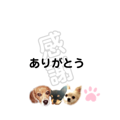 [LINEスタンプ] みやきょん チャッピーチョコラッキー2