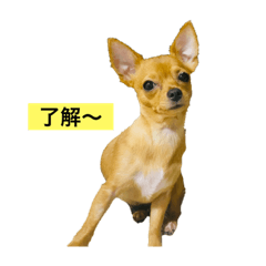[LINEスタンプ] マロニーのスタンプ