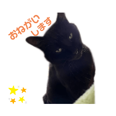 [LINEスタンプ] nyankoのスタンプ