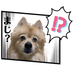 [LINEスタンプ] 主婦の友！ポメラニアンと黒猫