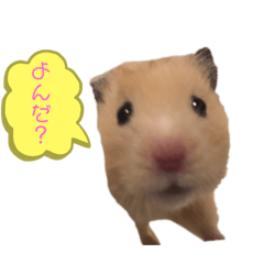 [LINEスタンプ] ハムちゃんちゃんズ