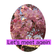 [LINEスタンプ] HELLO！flowers！
