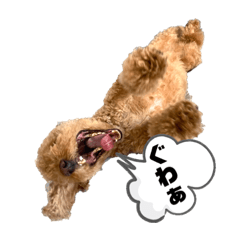 [LINEスタンプ] トイプードルの丼 3