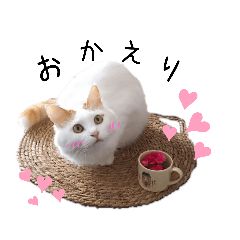 [LINEスタンプ] 猫のかりん【日常補充編】