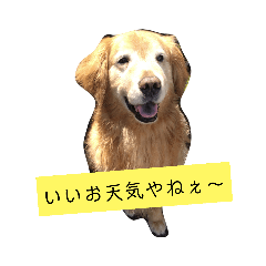 [LINEスタンプ] ゴル金太の独り言。