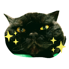 [LINEスタンプ] ねこまつり。