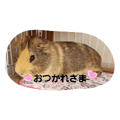 [LINEスタンプ] モル生活2