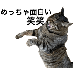 [LINEスタンプ] ちゃ第三弾