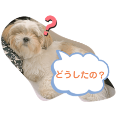[LINEスタンプ] くぅ山さん❗️