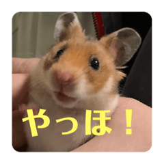 [LINEスタンプ] ハムスターモカたそ