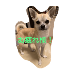 [LINEスタンプ] スムースチワワ虎太郎