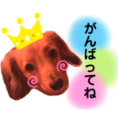 [LINEスタンプ] 大好きなペットたち❤️2
