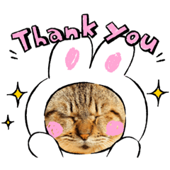 [LINEスタンプ] 使いやすい 猫