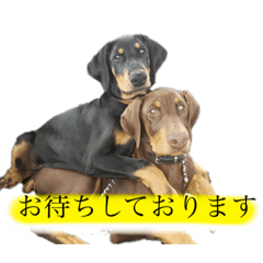[LINEスタンプ] ash＆buck