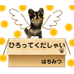 [LINEスタンプ] ポメチワはちみつちゃんスタンプ第6弾