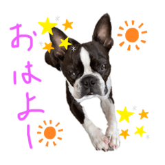[LINEスタンプ] Boston terrier Nory stamp