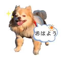 [LINEスタンプ] チワワのゆきちスタンプ