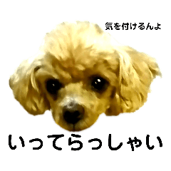 [LINEスタンプ] 広島弁のトイプードルりゅうちゃん2挨拶編