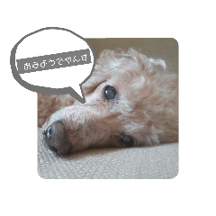 [LINEスタンプ] うちのバディ