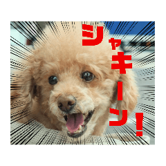 [LINEスタンプ] プードルのクゥロンパンチ3