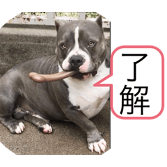 [LINEスタンプ] アメリカンブリー獅子丸のファミリー