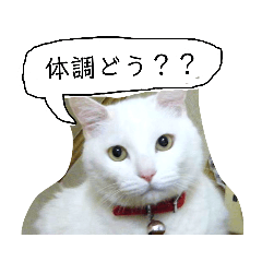 [LINEスタンプ] キャツら・1