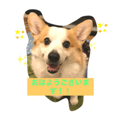 [LINEスタンプ] コーギーのきゅう です