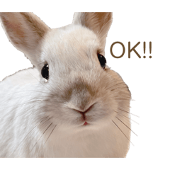 [LINEスタンプ] うさぎ写真スタンプ【まろん】