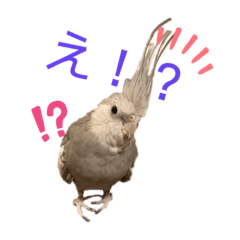 [LINEスタンプ] オカメインコちゃんの日常スタンプ♡1