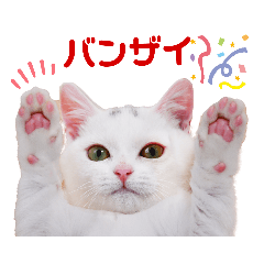 [LINEスタンプ] 短足だってイイじゃん！ バラエティスタンプ