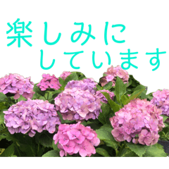 [LINEスタンプ] 季節のお花スタンプ 紫陽花