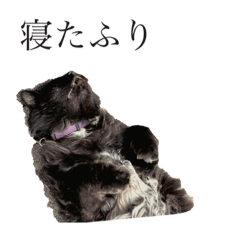 [LINEスタンプ] 黒猫cocoさん②