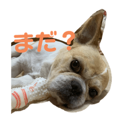 [LINEスタンプ] pon pon pom