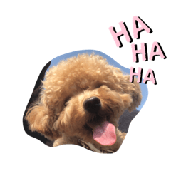 [LINEスタンプ] トイプー てんのスタンプ 01