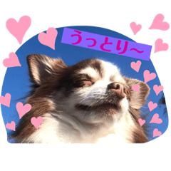 [LINEスタンプ] チワワンパスタ