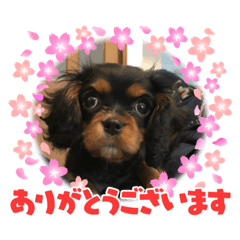 [LINEスタンプ] ブラタンキャバリア