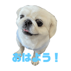 [LINEスタンプ] メイさんのマイペースな日常