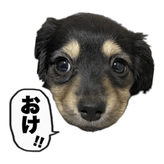 [LINEスタンプ] エデルさん。の日常