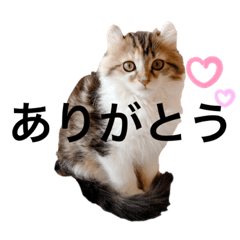 [LINEスタンプ] ねむねこスタンプ（ねず＆える）