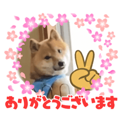 [LINEスタンプ] 豆柴 あいさつ