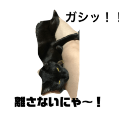 [LINEスタンプ] 毎日使える黒猫ランちゃん