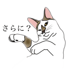 [LINEスタンプ] ビリ助スタンプ