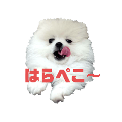 [LINEスタンプ] プリンス シロ