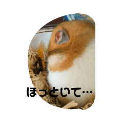 [LINEスタンプ] きんちゃんヌードル