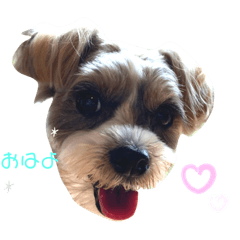 [LINEスタンプ] 我が家のわんぱく！？アニマル部