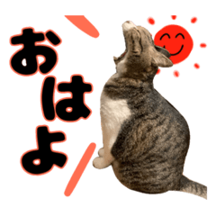 [LINEスタンプ] 猫のたけるです。