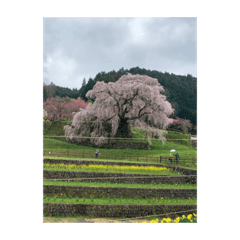 [LINEスタンプ] サクラサクラサクラサクラ
