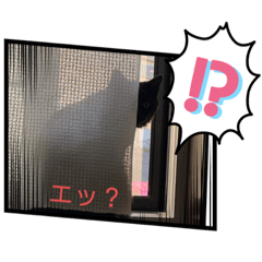 [LINEスタンプ] ジジの1日だにゃ